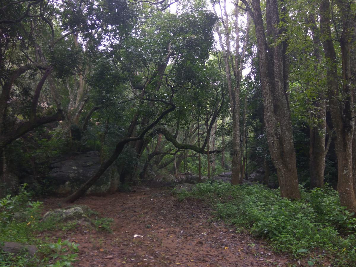 Secret Valley Jungle Resort Ooty Exteriör bild