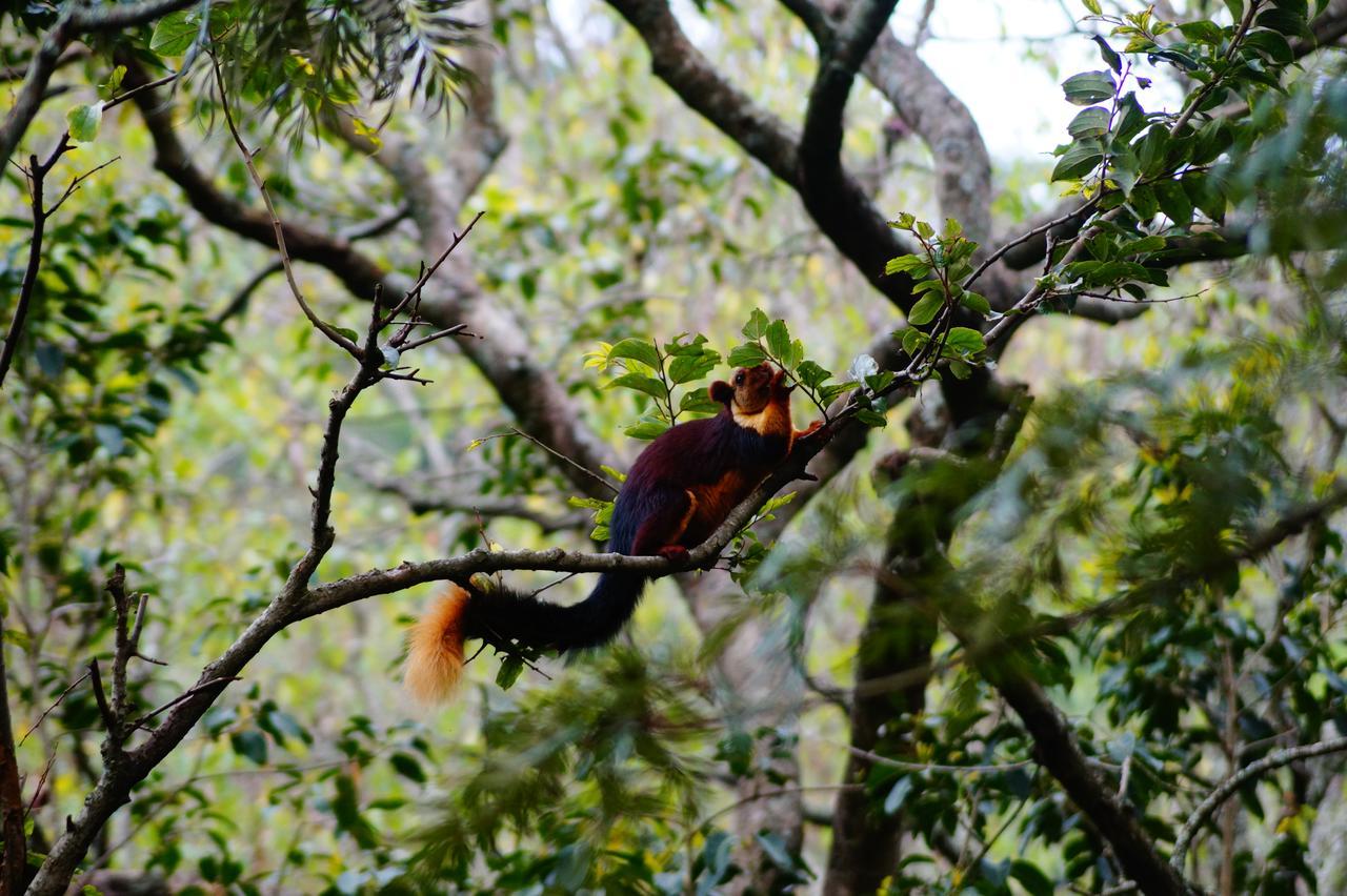 Secret Valley Jungle Resort Ooty Exteriör bild