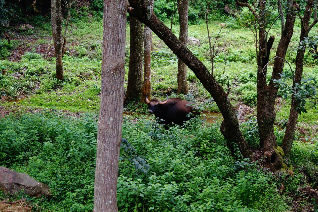 Secret Valley Jungle Resort Ooty Exteriör bild